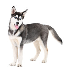 Beautiful cute husky puppy, isolated on white © Africa Studio