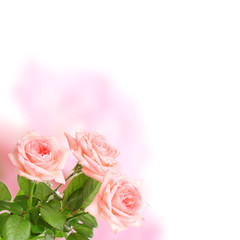 Fototapeta na wymiar Pink roses on bright background