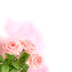 Pink roses on bright background