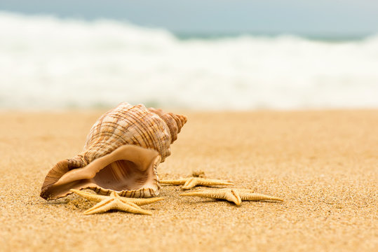 Conch shell and starfish on the beach close up