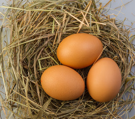 chicken eggs