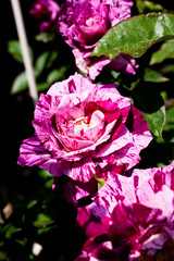 赤と白の珍しい絞り模様のバラの花