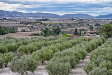 Fototapeta na wymiar Olive trees at Valley
