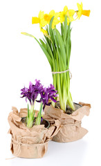 Fototapeta premium Beautiful narcissus and irises isolated on white