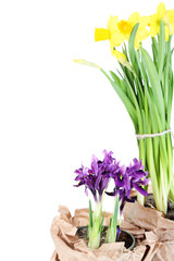 Beautiful narcissus and irises isolated on white