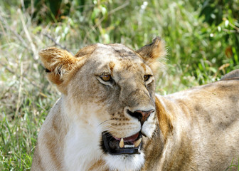 A beautiful lioness resting