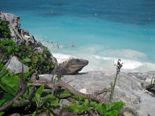 Una iguana reposa sobre una roca en la costa mexicana mientras mira gente nadando. Tulúm cancún...