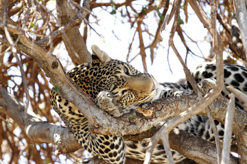 A leopard resting on the tree