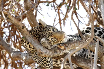 Fotobehang A leopard resting on the tree © Dr Ajay Kumar Singh