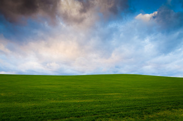 Obraz premium green field background