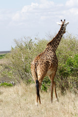 A beautiful Giraffe moving to the green bush