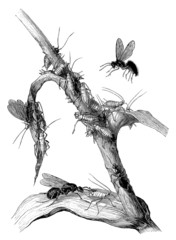Ants milking Aphids - Traite des Pucerons par Fourmis - obrazy, fototapety, plakaty