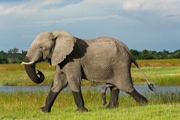 Fototapeta na wymiar Elefantenbulle w Moremi