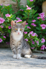 Fototapeta na wymiar Młody kot, niebieski pręgowany i biały, z przodu różowe kwiaty, Cypr