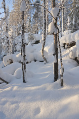 White snowy winter forest