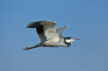 Black Heron
