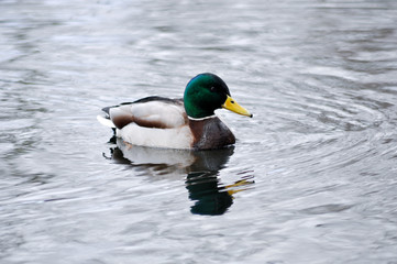 Stockente - Männchen
