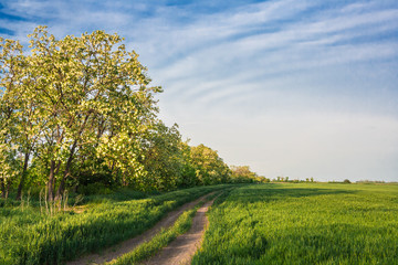 Fototapeta na wymiar Droga między zielonym polu pszenicy i chleba