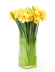 isolated narcissus