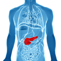 3d rendered illustration of the male pancreas - 62754752