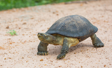 Turtle in nature,Thailand