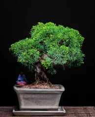 Papier Peint photo Lavable Bonsaï juniper bonsai