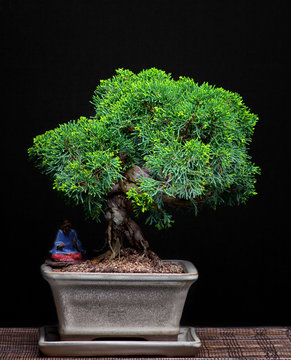 juniper bonsai