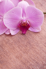 pink orchid on wooden background