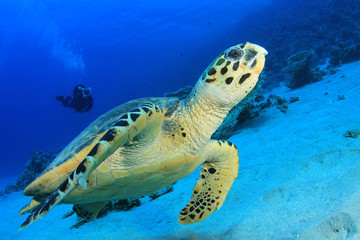 Obraz na płótnie Canvas Sea Turtle and Scuba Diver