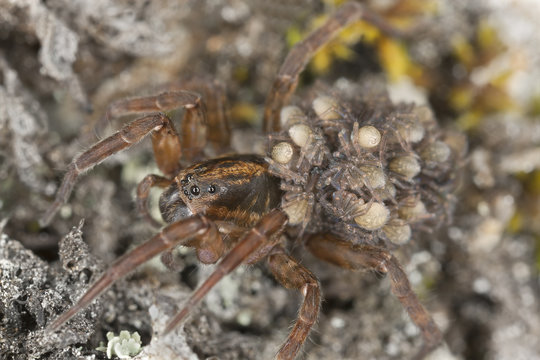 Female Wolf-spider, Trochosa with baby spiders on her back