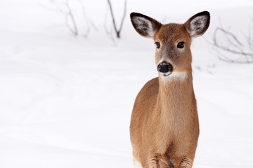 White-tail deer in snow - 62756551