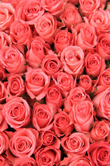Pink roses in a bridal arrangement