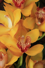 Fototapeta na wymiar Yellow cymbidium orchids