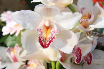 White cymbidium orchids