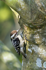 Brown-capped pygmy woodpecker.bird in Nepal