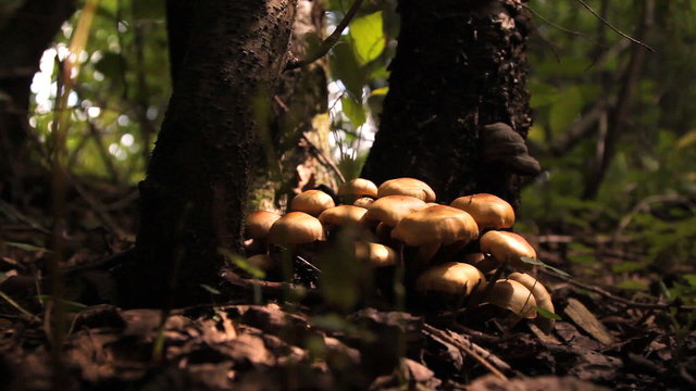 грибы, поганки в  лесу