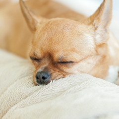 Sleeping chihuahua dog on beige background.