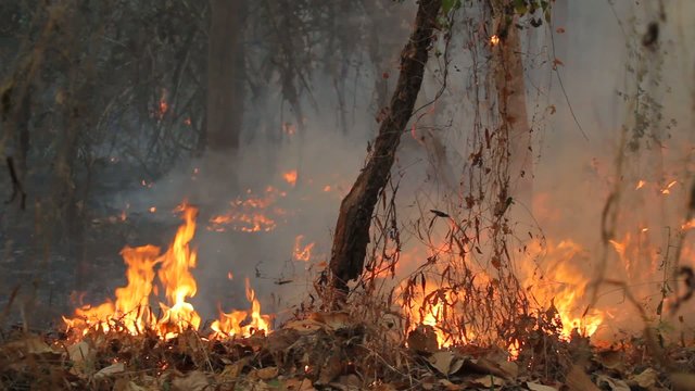 Destroyed by burning tropical forest ,Thailand