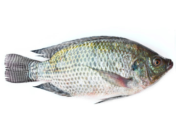 Tilapia on white background