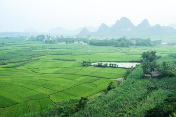 Fototapeta na wymiar Green Terraced Rice with sugar cane Field in Guangxi