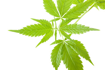 cannabis plant, marijuana on white background