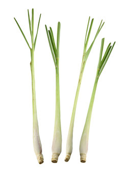 Fresh Lemongrass Isolated.