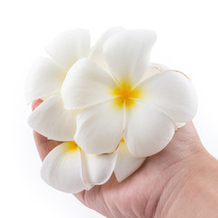 isolated of the hand is holding to frangipani flower in spa on w