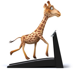 Fototapeta premium Giraffe
