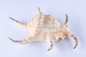 Sea shells, pacific ocean