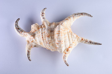 Sea shells, pacific ocean