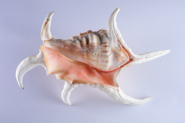 Sea shells, pacific ocean