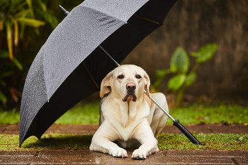 Dog in rain