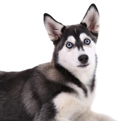 Beautiful cute husky puppy, isolated on white