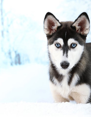 Beautiful cute husky puppy, on winter background